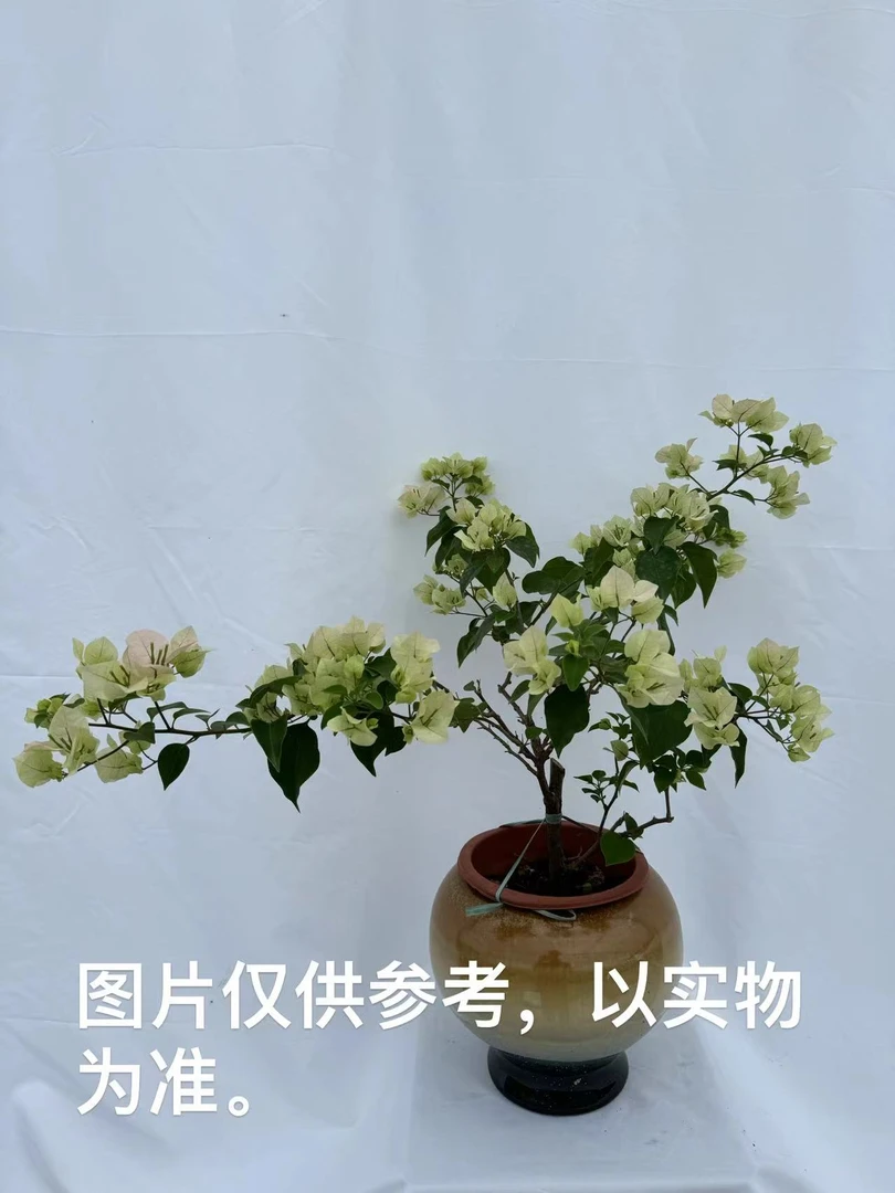 【绿叶樱花】三角梅勤花四季都开花阳台庭院观赏植物