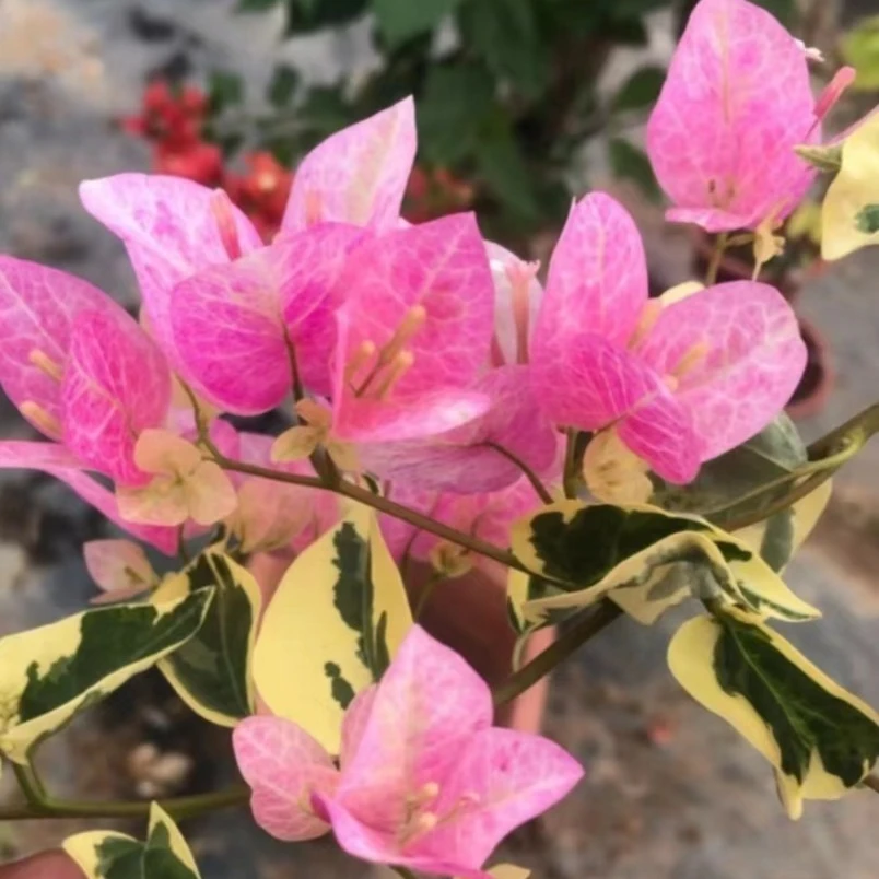 三角梅专拍一物一拍链接图片仅供参考