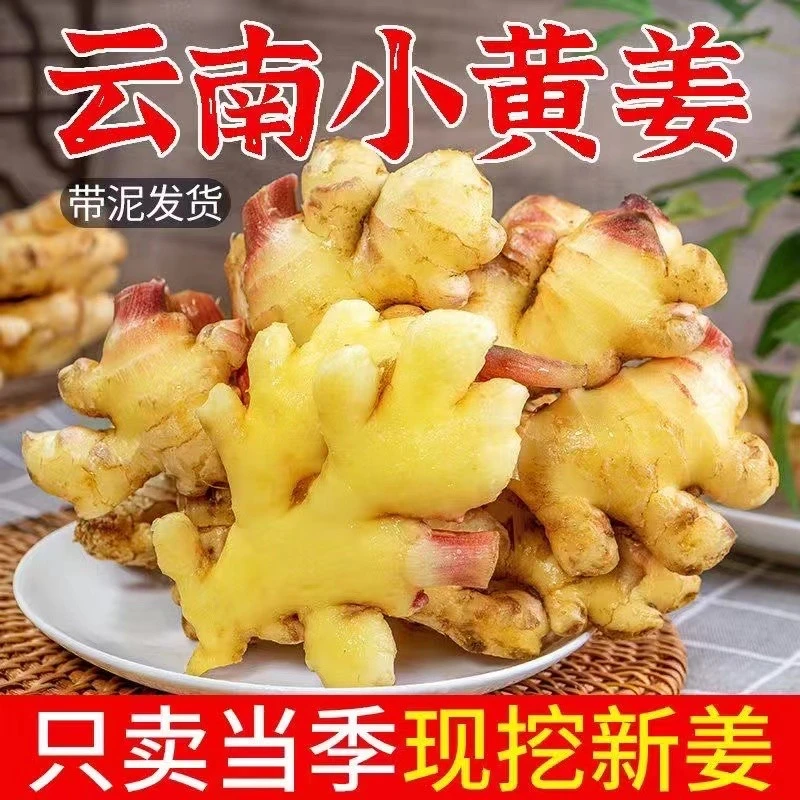 云南高山小黄姜新鲜嫩姜土姜月子姜生姜辛辣浓郁露天种植产地直发