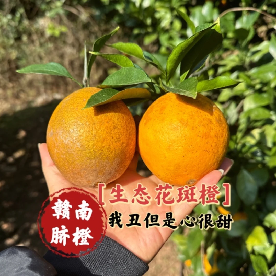正宗赣南脐橙原生态防野生花斑橙10斤包邮新鲜时令鲜果