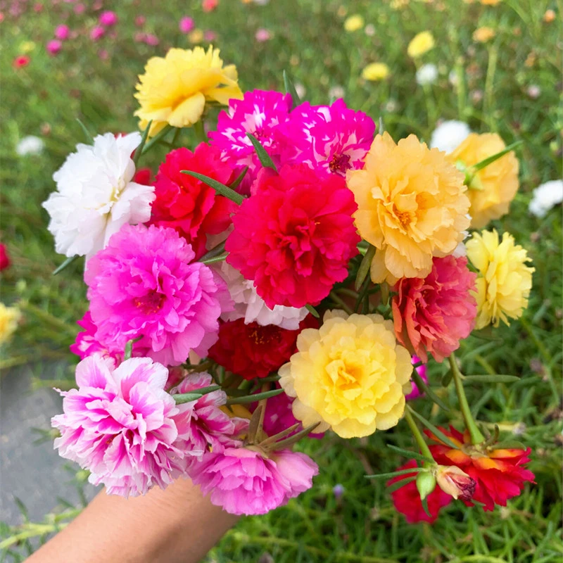 重瓣太阳花种孑四季播种花种籽子室内阳台易活花籽一年四季都开花