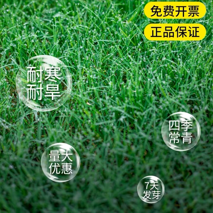 草坪草籽护坡狗牙根马尼拉四季常青庭院地毯草皮绿化黑麦草种子孑