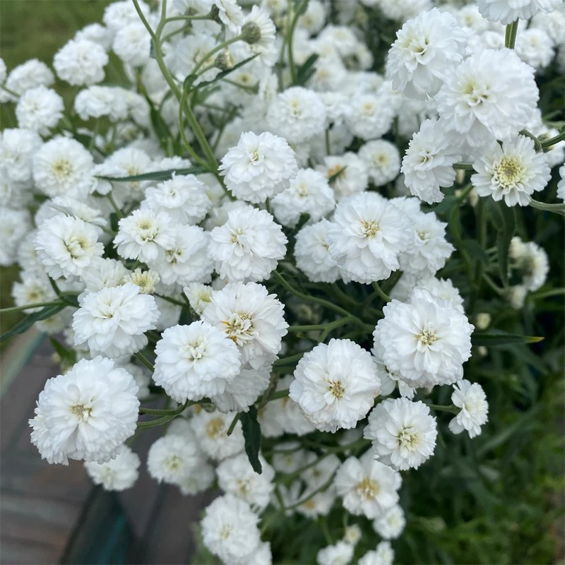 白色重瓣珠蓍 蓍草种子花籽棉花糖系列宿根多年生耐寒花卉种子