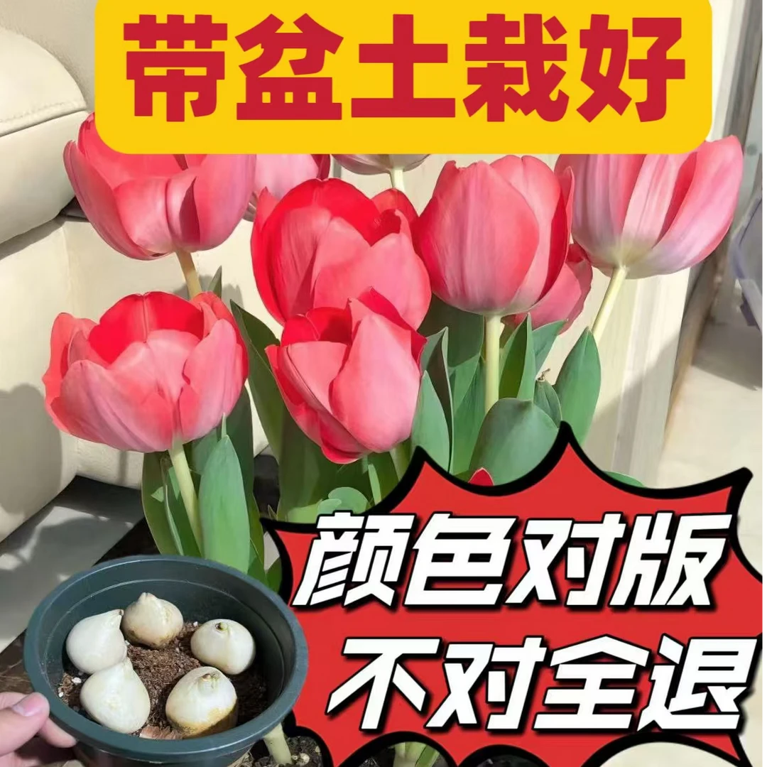 进口郁金香【10颗】带盆土