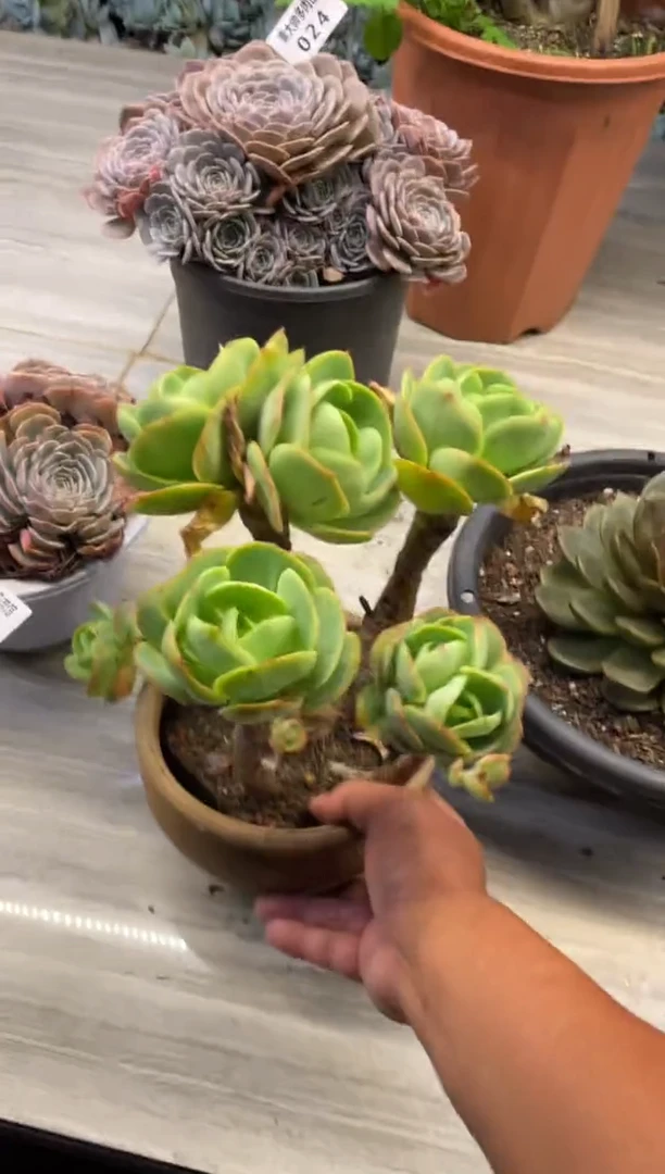 【闪购商品】25碧桃