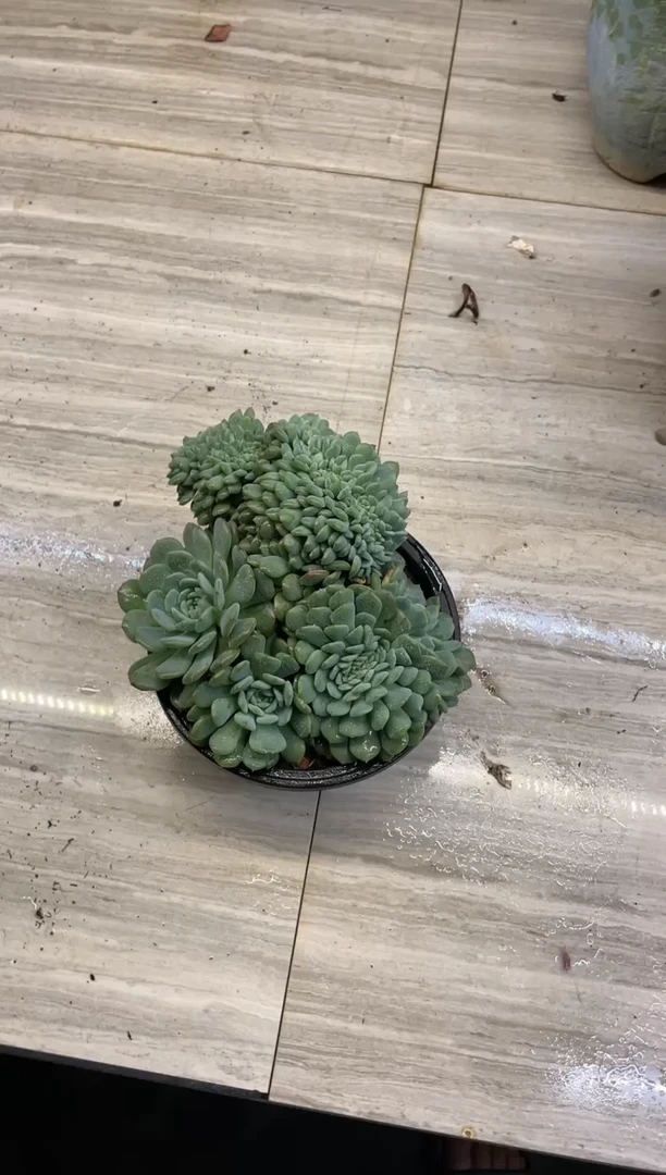 【闪购商品】85白胖子