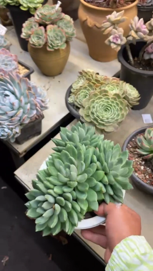 【闪购商品】63象牙