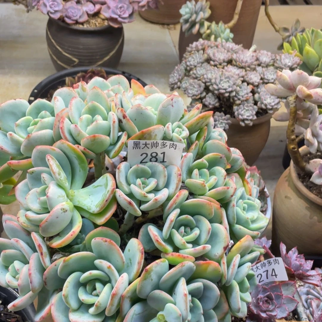 ꧁****꧂黑大帅多肉281白月光