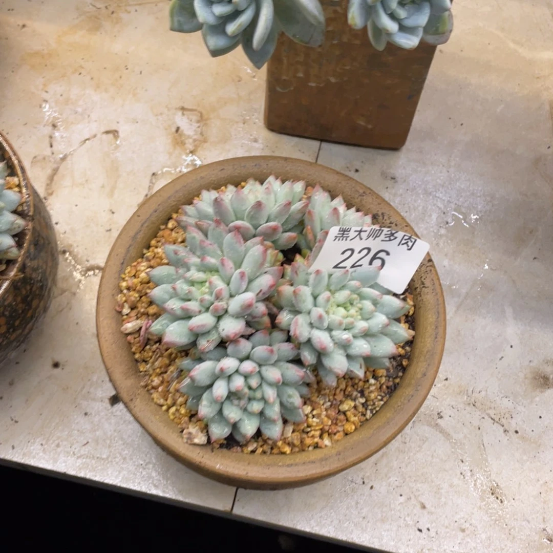 我**子黑大帅多肉226明珠