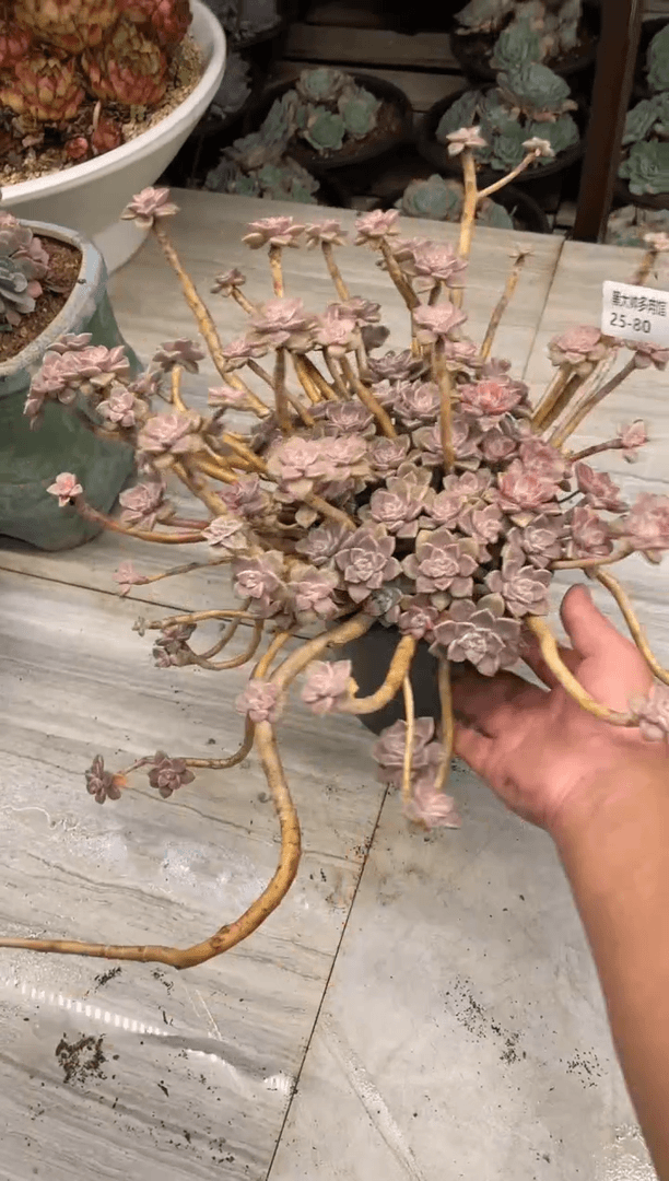 【闪购商品】80阿论培