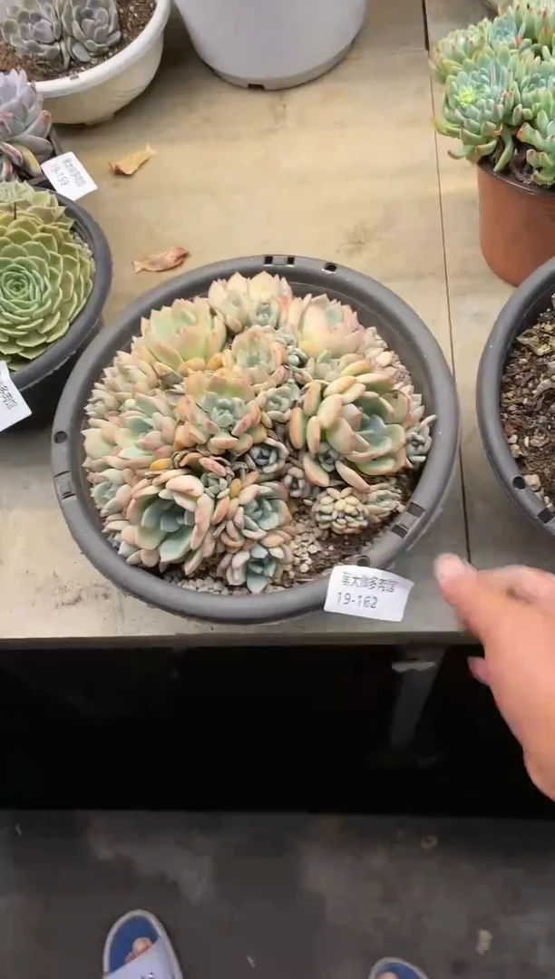 【闪购商品】162格林