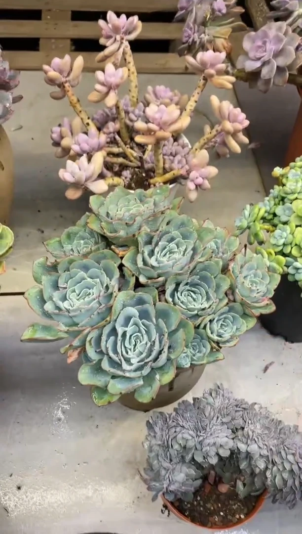 【闪购商品】118奶油黄桃