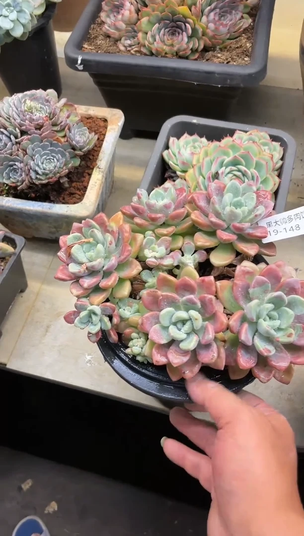 【闪购商品】150花瓣路