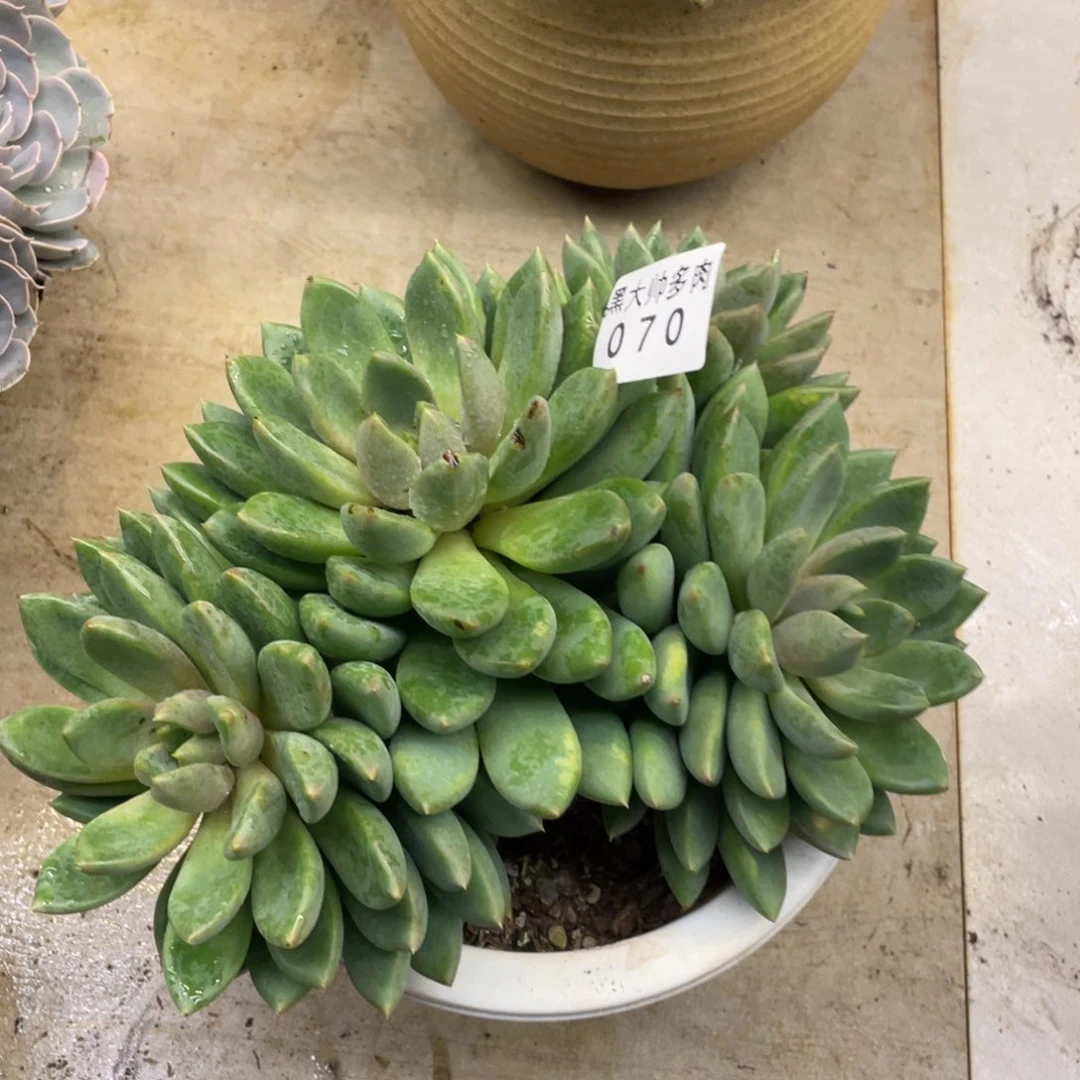 未*！黑大帅多肉70象牙