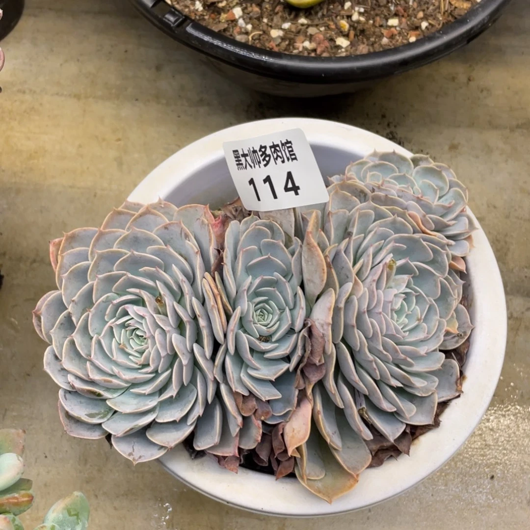黑大帅多肉114天赐