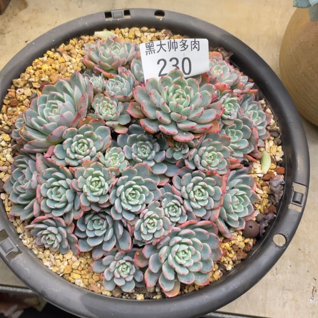 l****g黑大帅多肉230娜娜