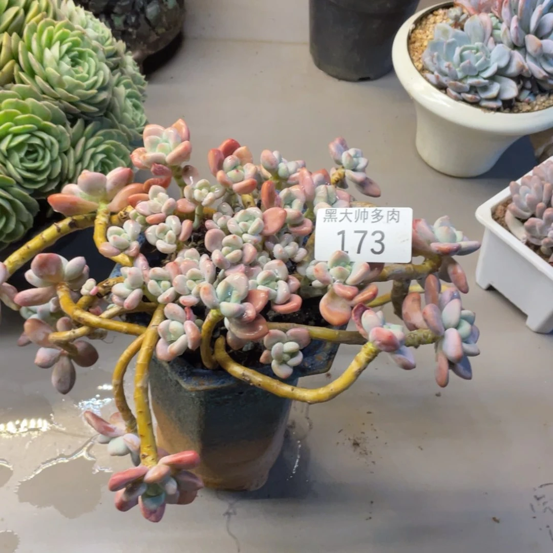 越****y黑大帅多肉173洛神