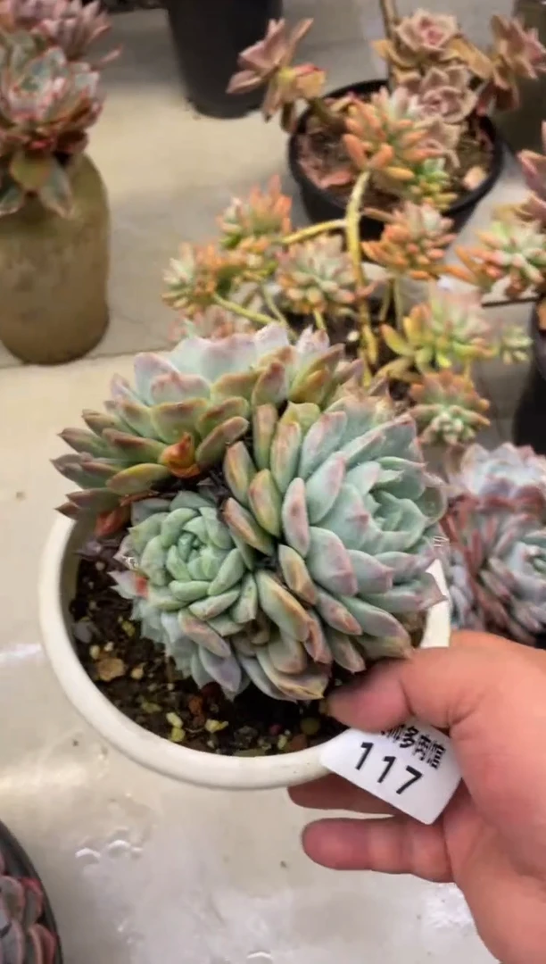 【闪购商品】117波塞冬