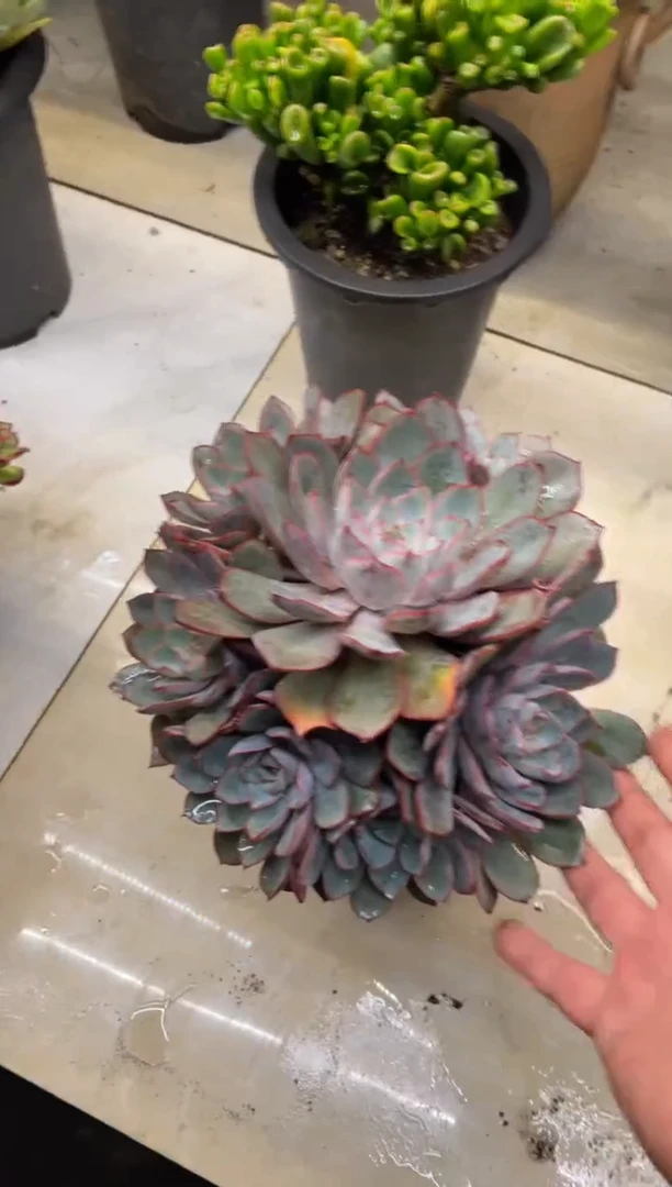 【闪购商品】97赫拉