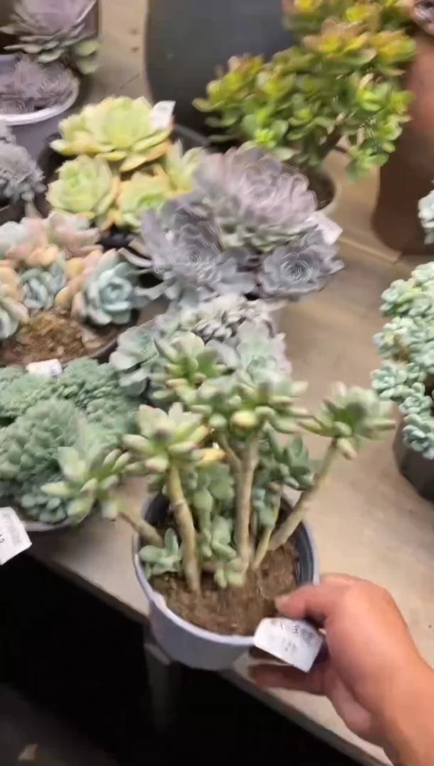 【闪购商品】121苹果奶