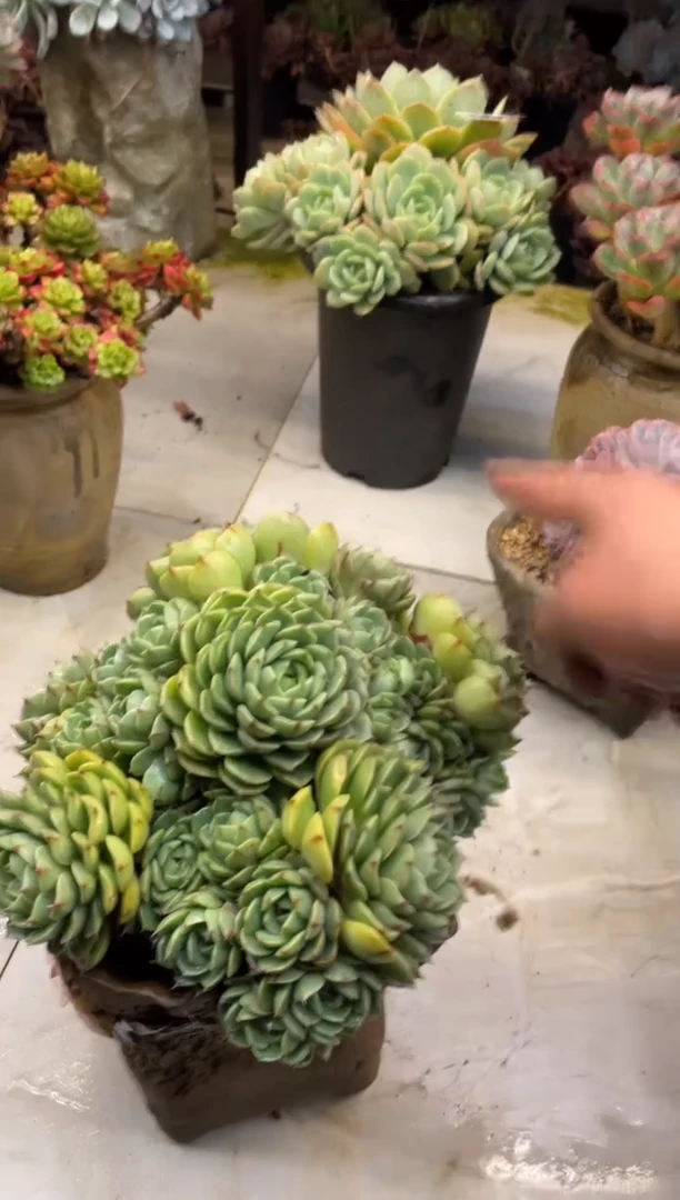 【闪购商品】112本吧