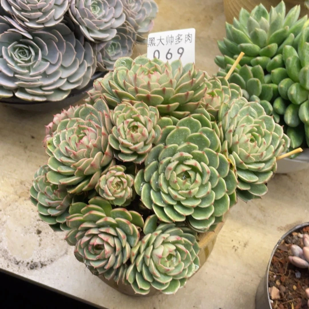 七*?黑大帅多肉69本吧