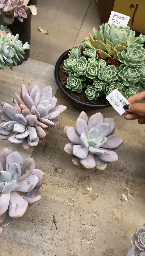 【闪购商品】162粉兔