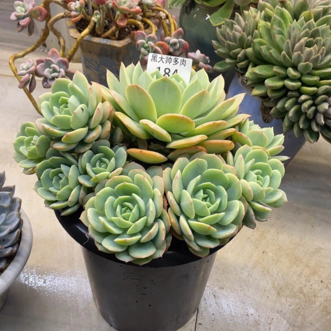 小*猫黑大帅多肉184恋曲