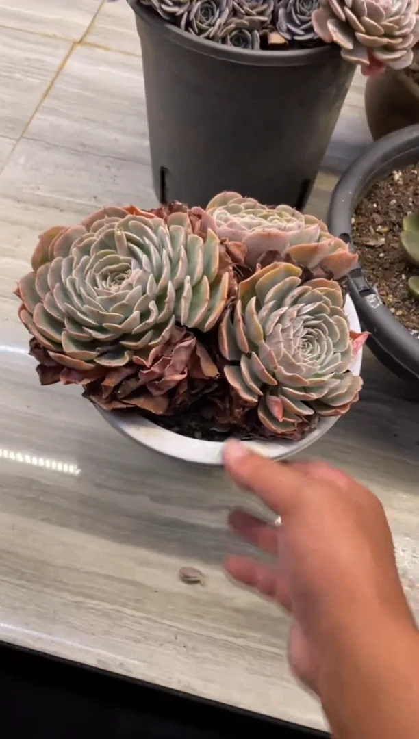 【闪购商品】23天赐