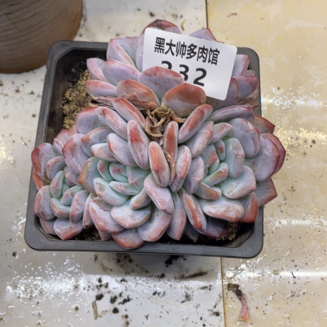 黑大帅多肉232新颖