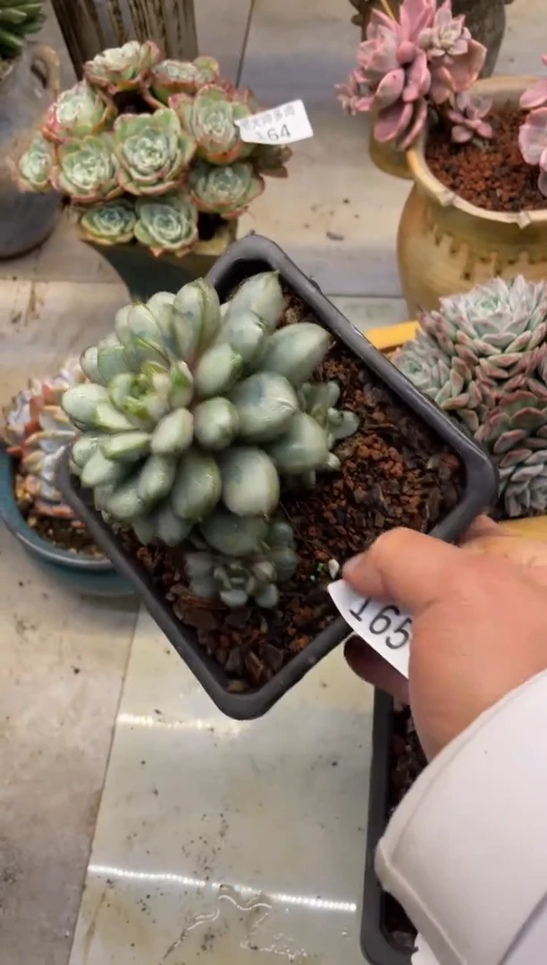 【闪购商品】165葡萄双十一福利