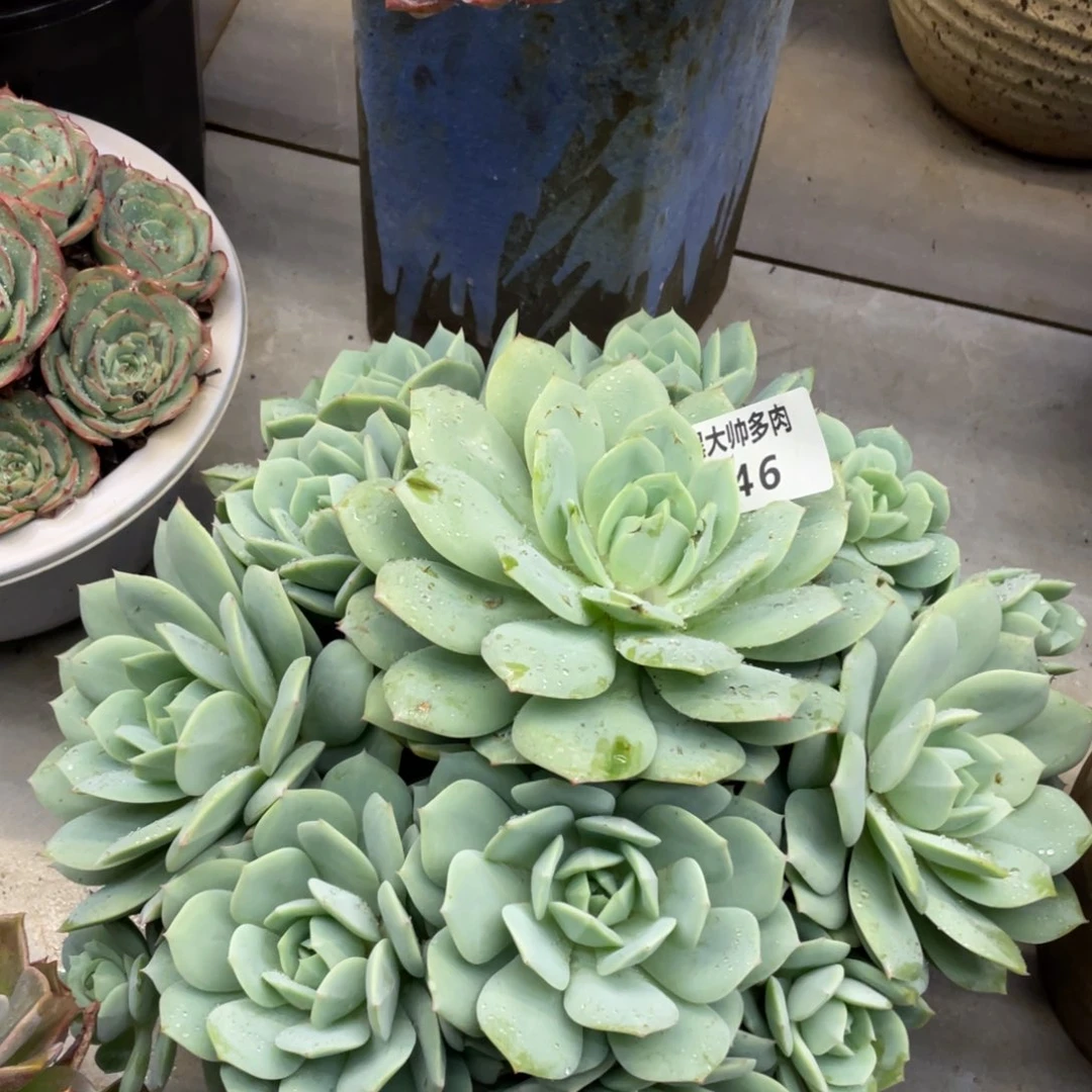 黑大帅多肉246恋曲