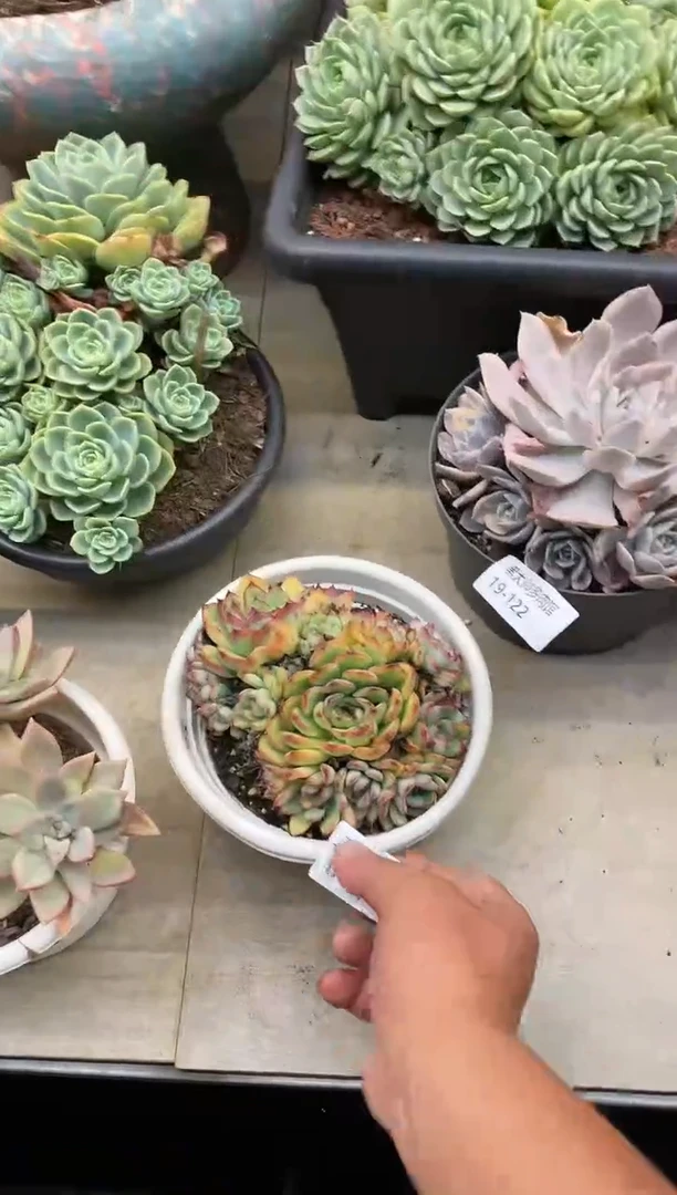 【闪购商品】123荷花
