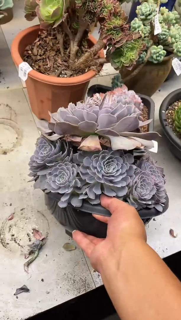 【闪购商品】120天赐