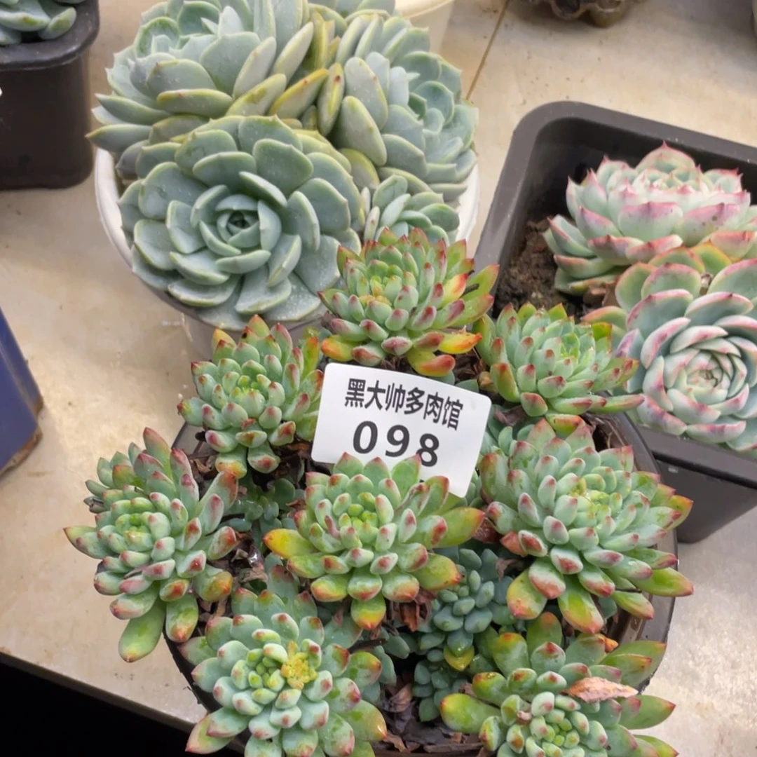 黑大帅多肉98蓝苹果