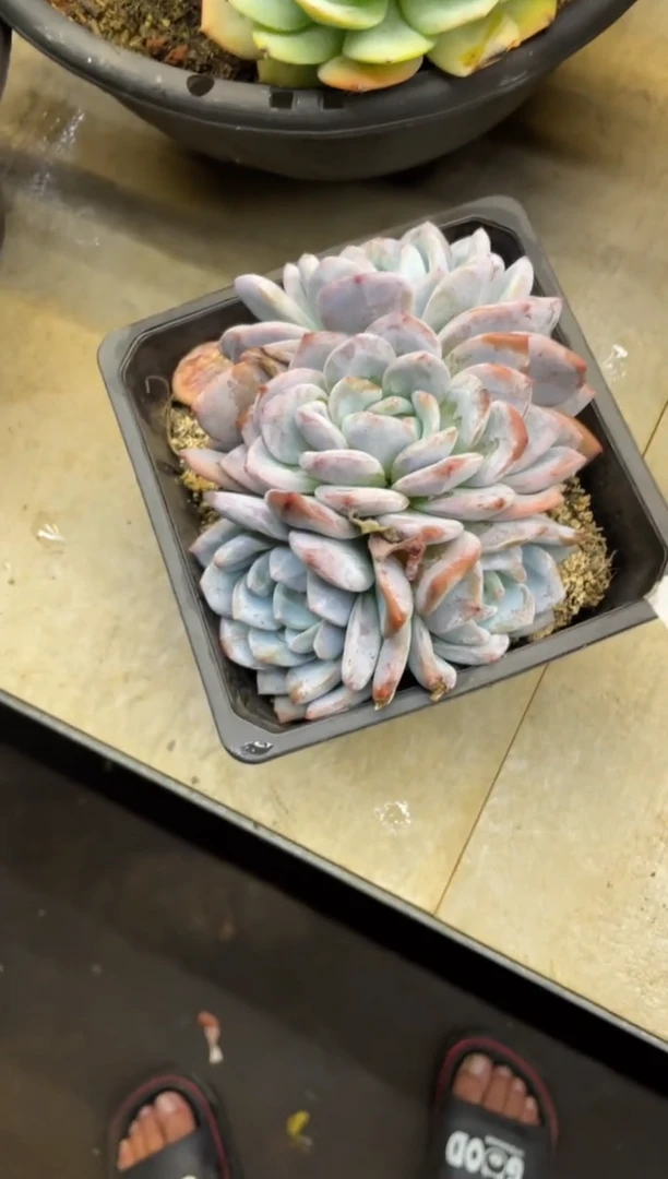 【闪购商品】70心影