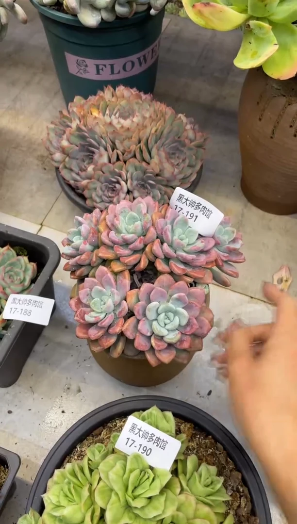 【闪购商品】191花瓣路