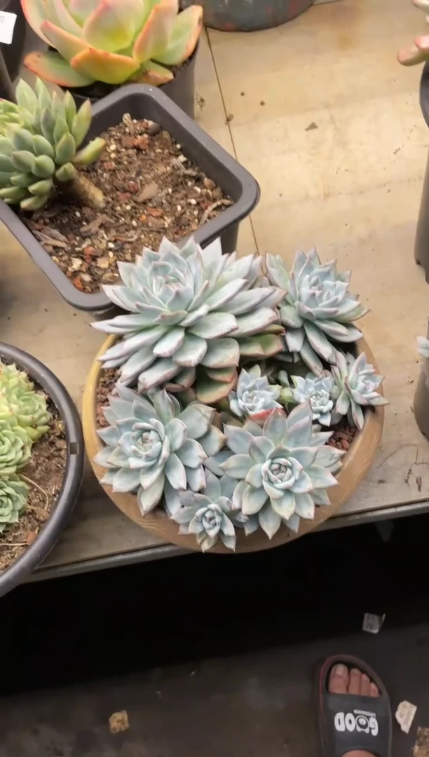 【闪购商品】129芬兰鸟