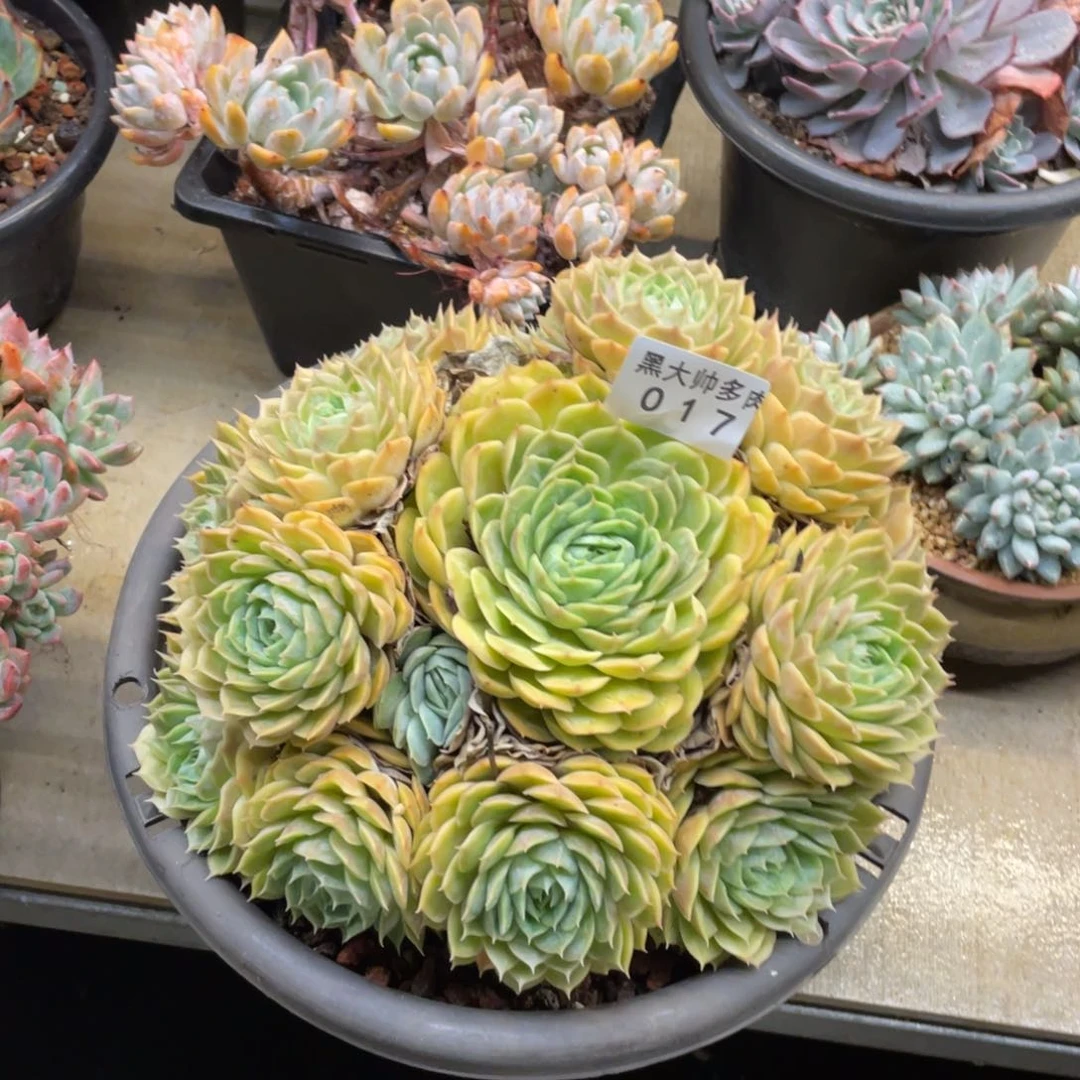 A***佳黑大帅多肉17昂斯诺