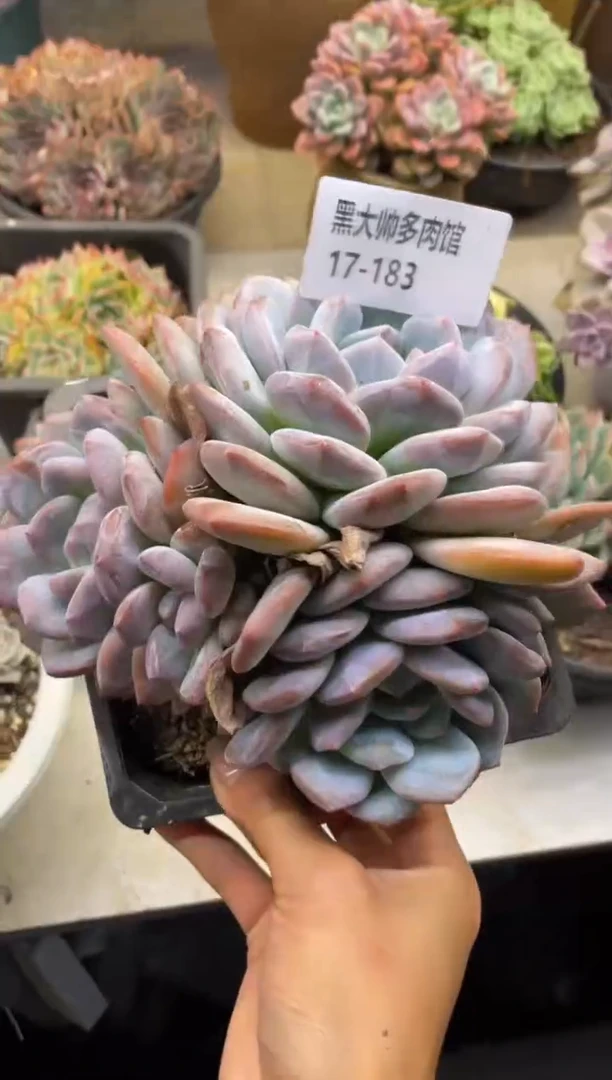 【闪购商品】183心影