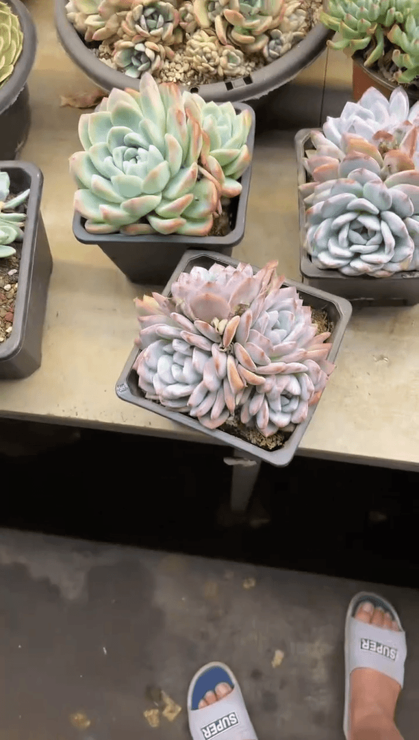 【闪购商品】156心影