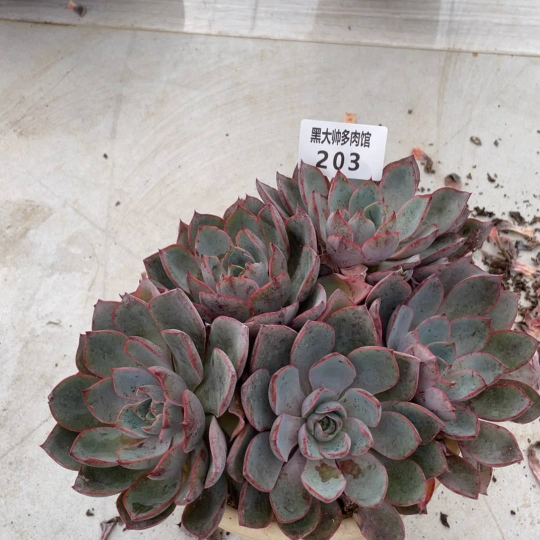 黑大帅多肉203赫拉