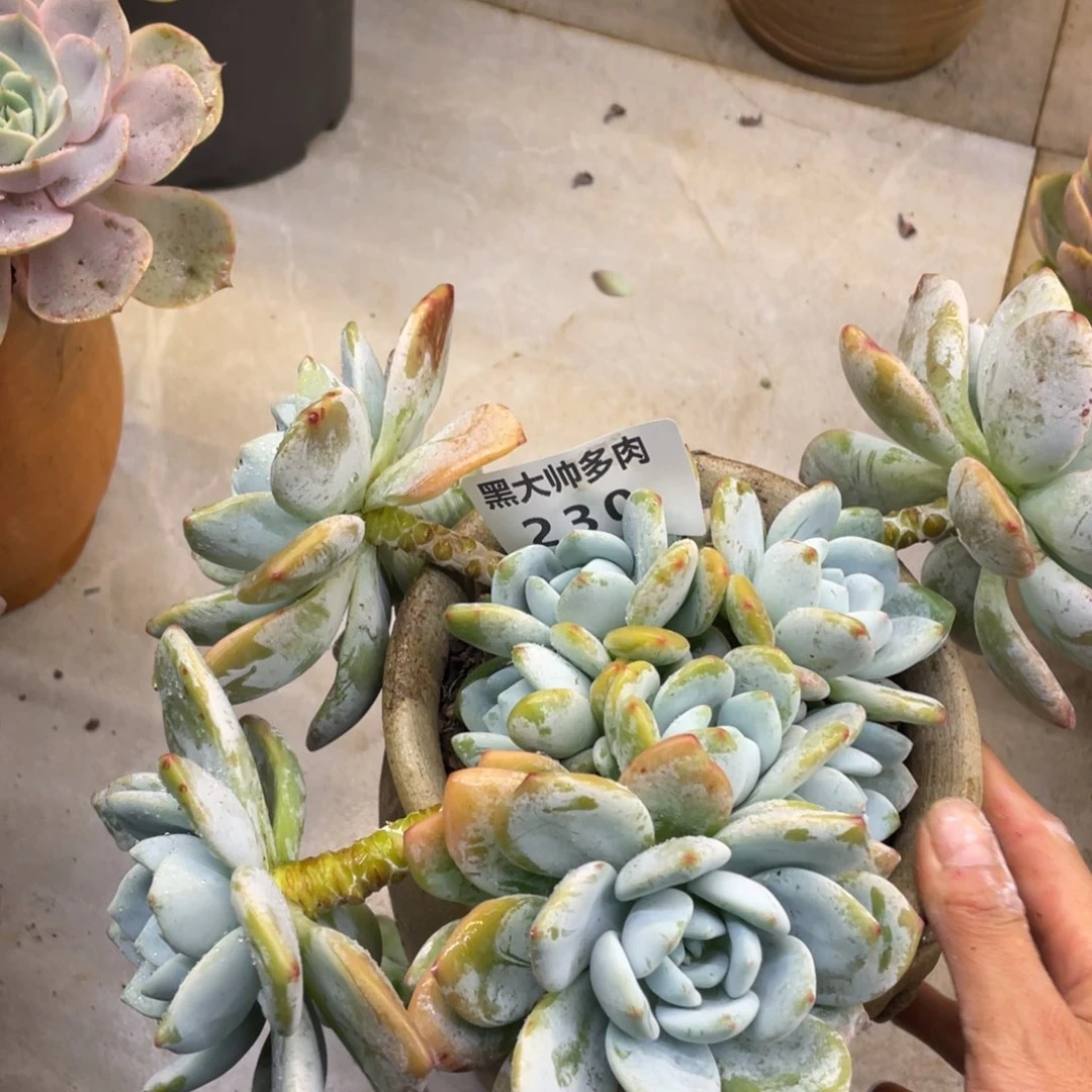 黑大帅多肉230冷香