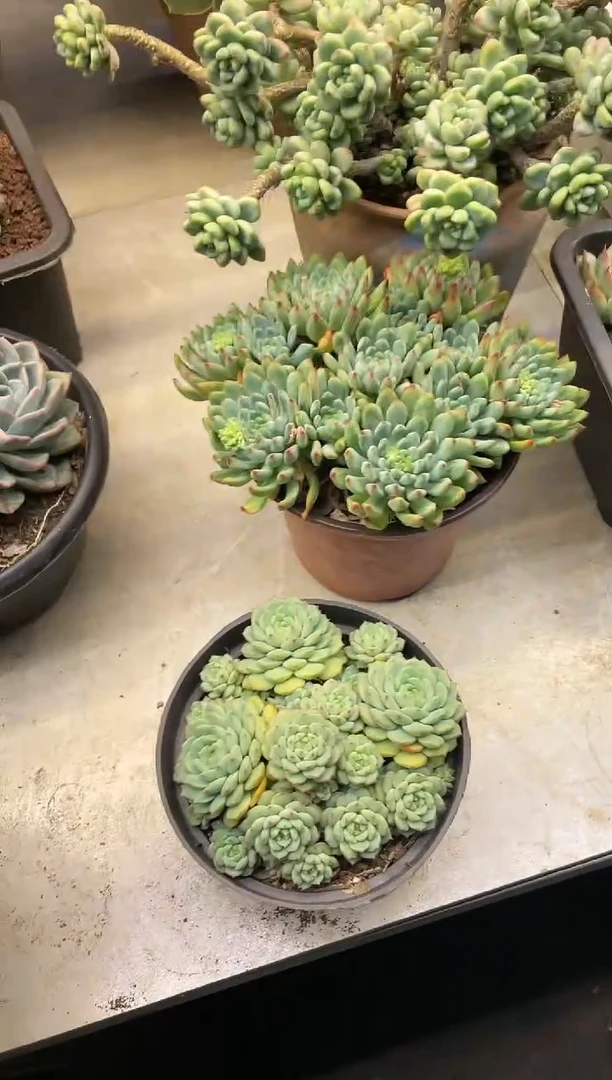 【闪购商品】175熊猫脸