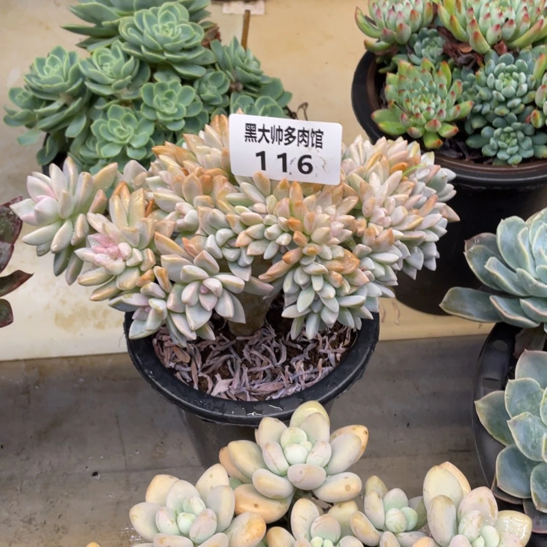 黑大帅多肉116淡虐缀