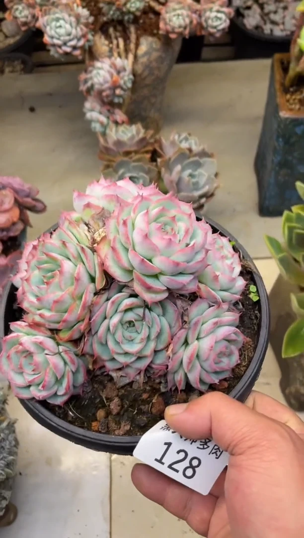 【闪购商品】128侧影