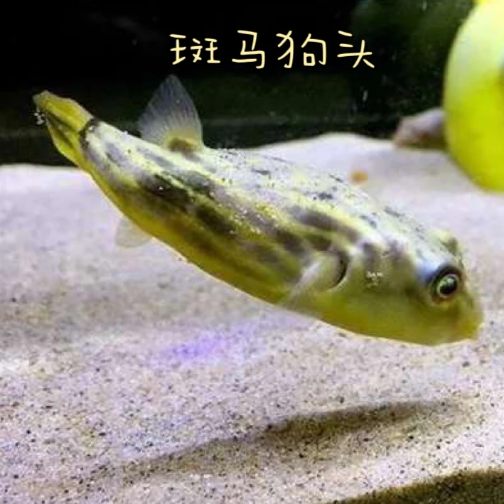 非洲进口野生斑马狗头鱼小河豚凶猛爱生气会鼓气淡水鱼观赏鱼包邮