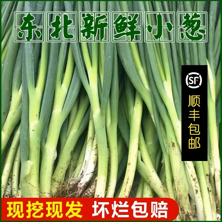 东北农家新鲜小葱蘸酱打饭包生吃鲜嫩香葱3斤顺丰包邮