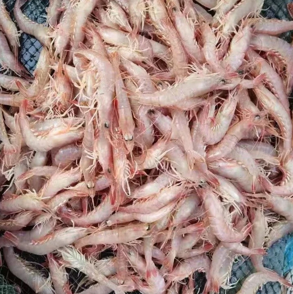 厉虾沙虾红虾（1斤60-70只左右）3斤速冻后发货
