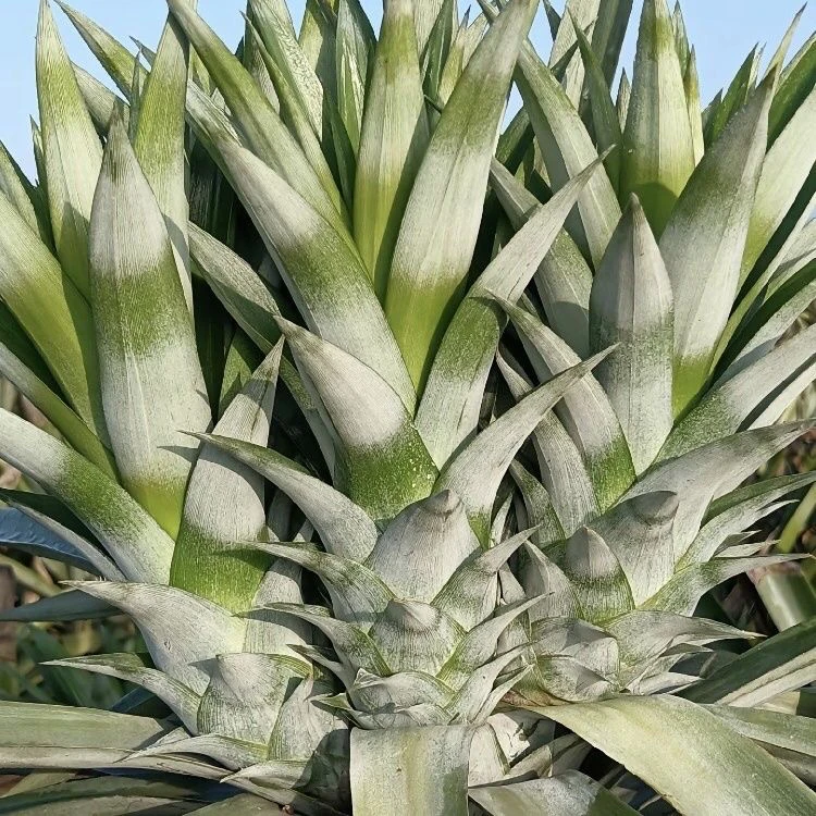 西瓜凤梨苗可盆栽地栽耐寒果树